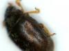 Nephus redtenbacheri